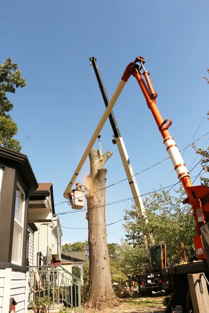 Arbor Ace Tree Service