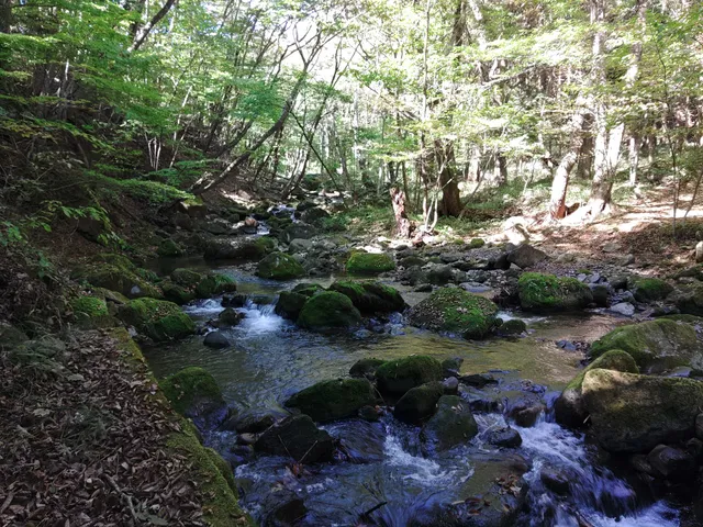 Tochigi Prefectural Forest