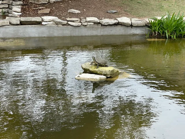 UT Turtle Pond