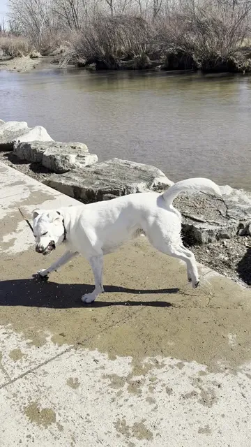 Dog off Leash Area Trail