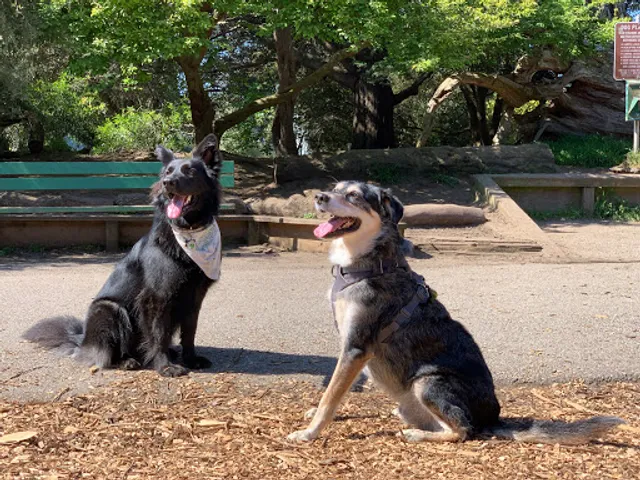 Mountain Lake Park Dog Play Area