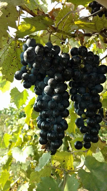 Hunter's Ridge Winery