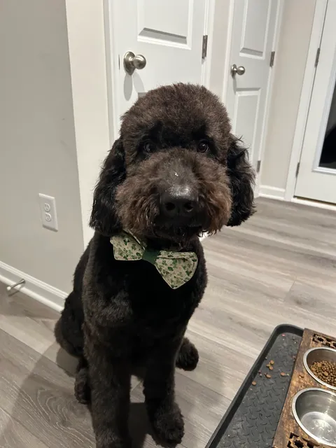 Yappy Hour Pet Grooming