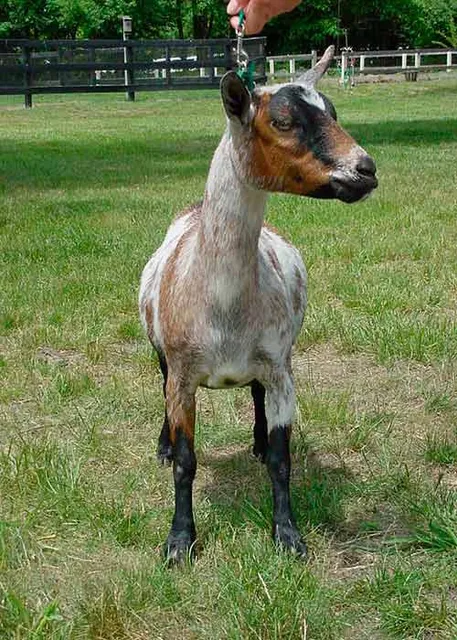 CornerStone Farm Livestock