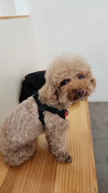 플라워카페 테리