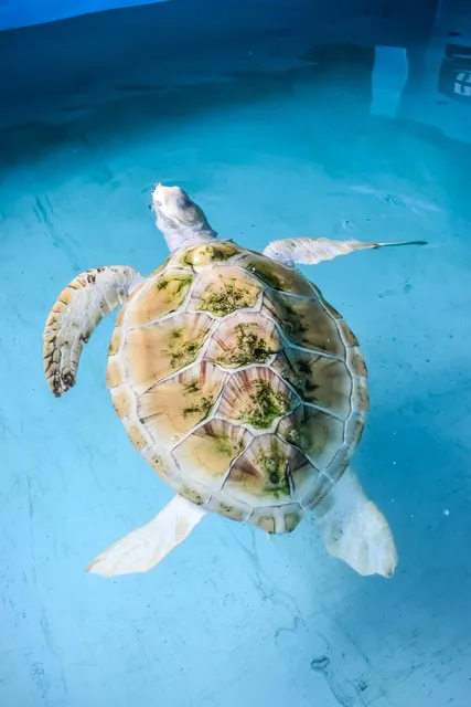 Ahungalla Sea Turtle Conservation & Research Centre