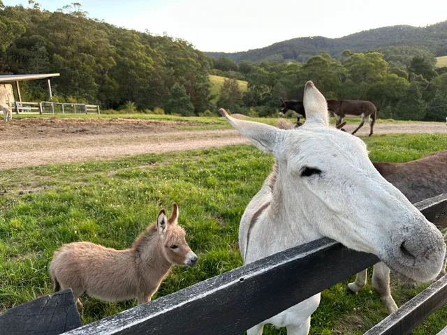 Iron Brook Donkey Farm