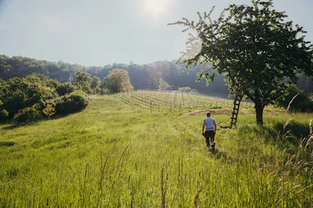 Weingut Albrecht Schwegler