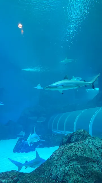 Singapore Oceanarium