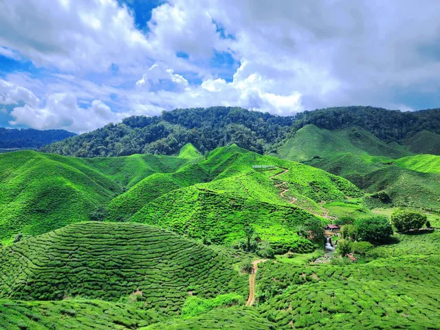 Bharat Tea Plantations Sdn. Bhd.