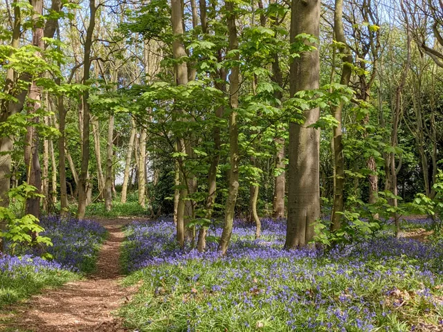 Bluebell Woods, Gorleston-on-Sea