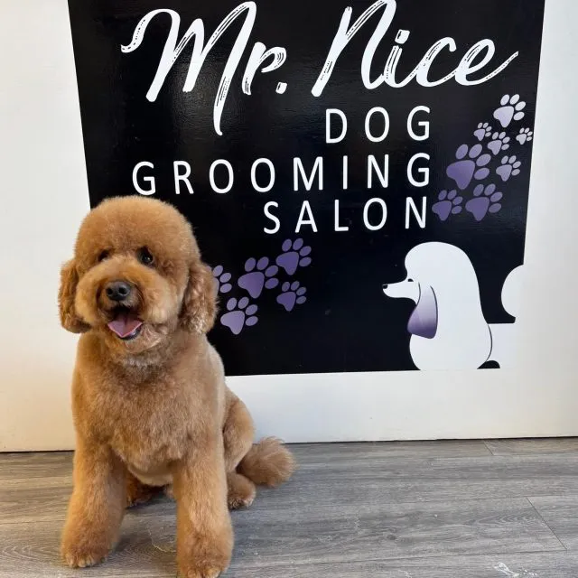 Mr. Nice Dog Grooming Salon