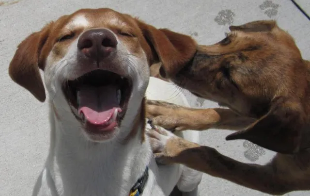 Michigan Animal Rescue League