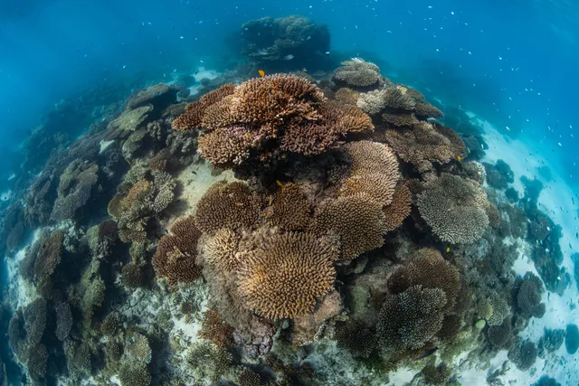 Ocean Eco Adventures