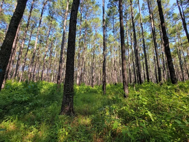 Lone Star Hiking Trail - Trailhead # 13