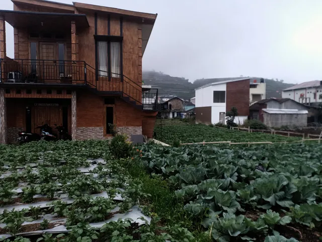 Homestay anemon dieng