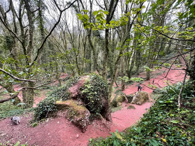 Watcombe Beach Woods