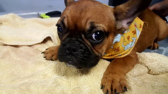 PUPPY PAW ENTERPRISES