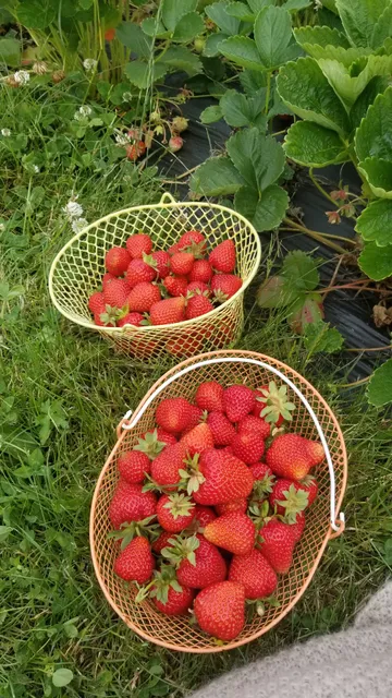 Bellingham Country Gardens