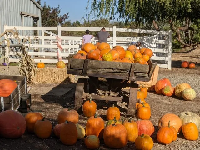 River Ranch Pumpkin Patch