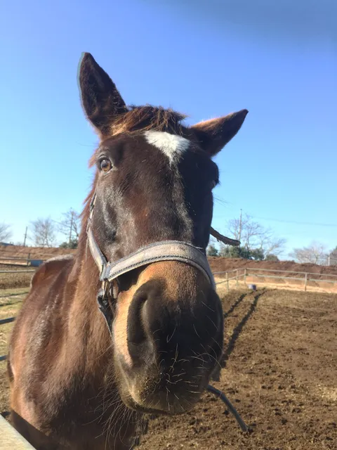 ヨシザワライディングファーム