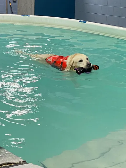 Wag-n-Splash