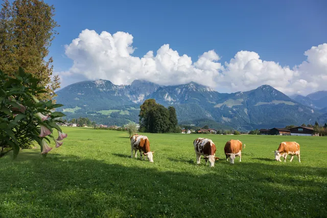 Ferienwohnungen Dankllehen