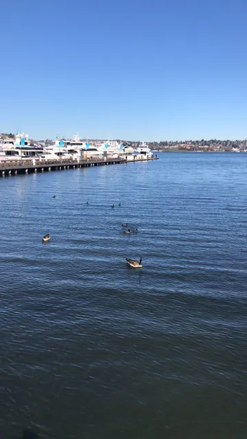 Essence Acupuncture & Chinese Medicine LLC