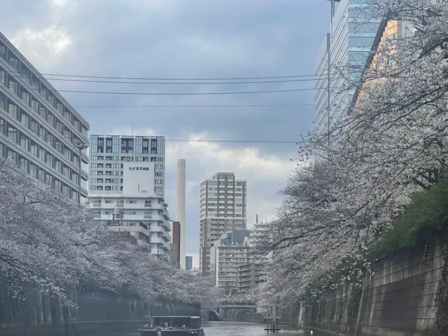 Meguro River Hanami Cruise
