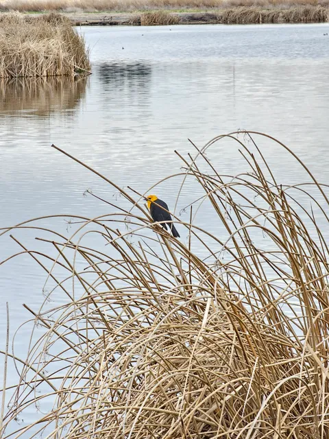 U.S. Fish & Wildlife Service