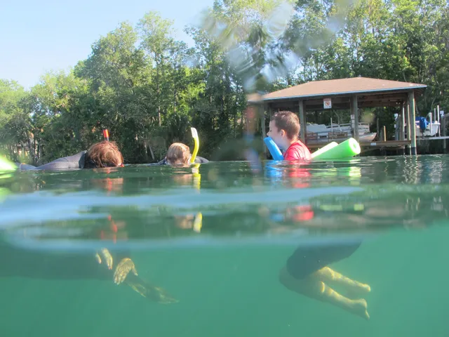 Swim with Manatees