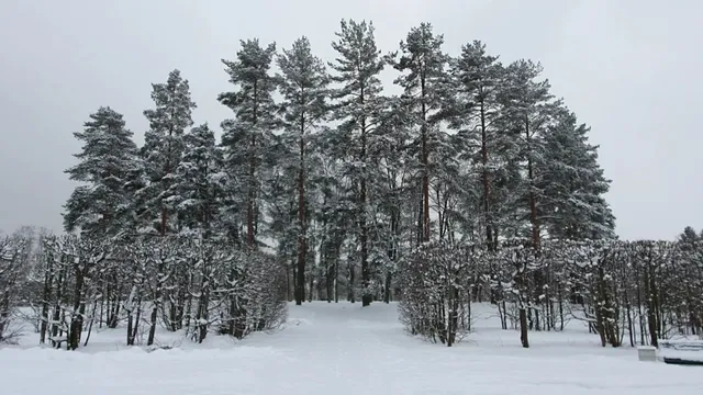 "Little Mushroom" Garden
