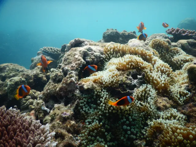 Volcano Island Divers