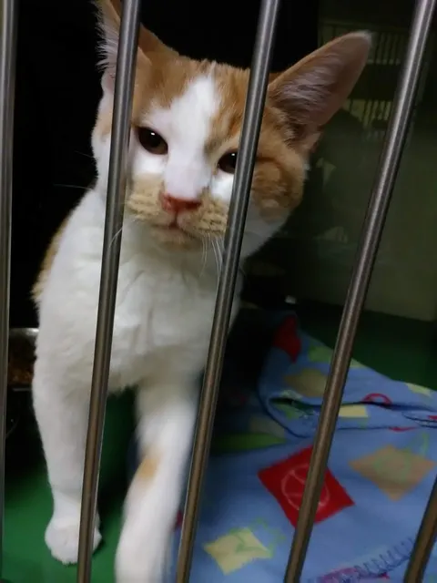 Apple Valley Municipal Animal Shelter