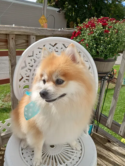 K-9 Grooming & Pet Motel