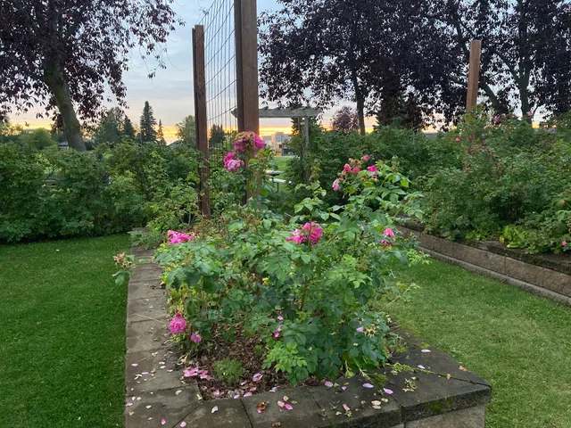 Centennial Rose Garden