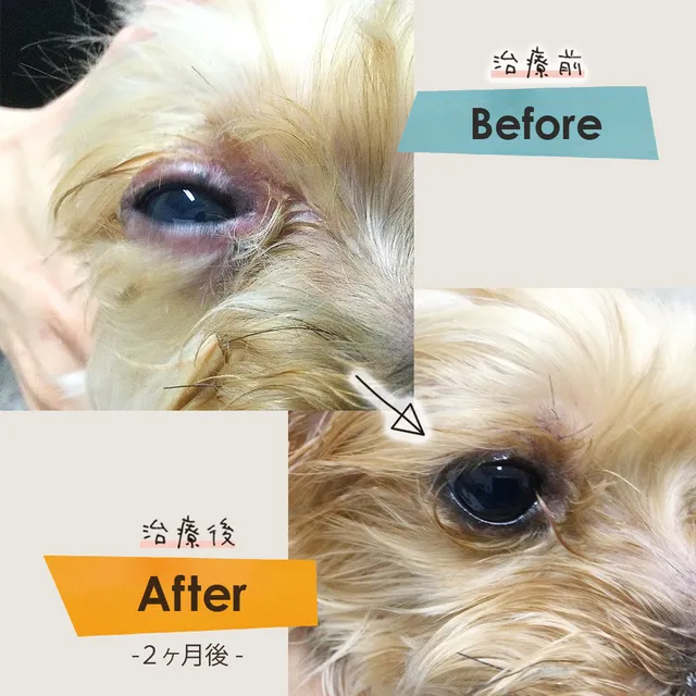 タガワアニマルホームドクター