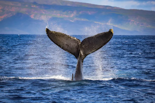 Teralani Sailing Adventures