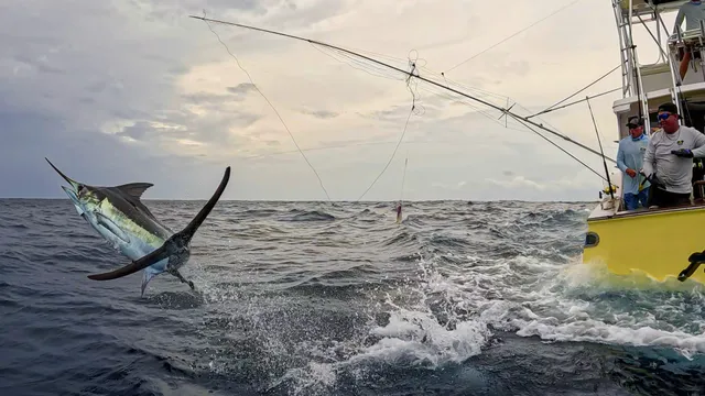 Sailfish Oasis - Guatemala