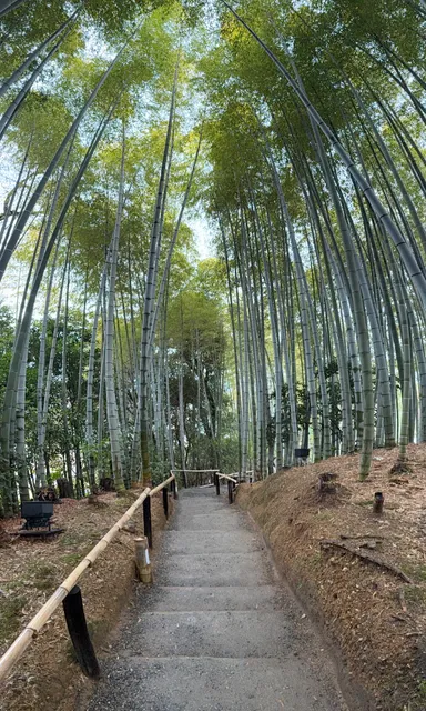 Bamboo forest