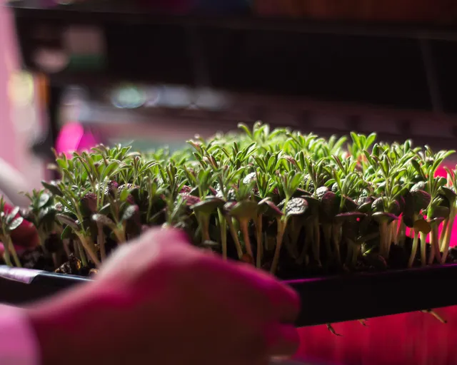 Bardmoor Microgreens