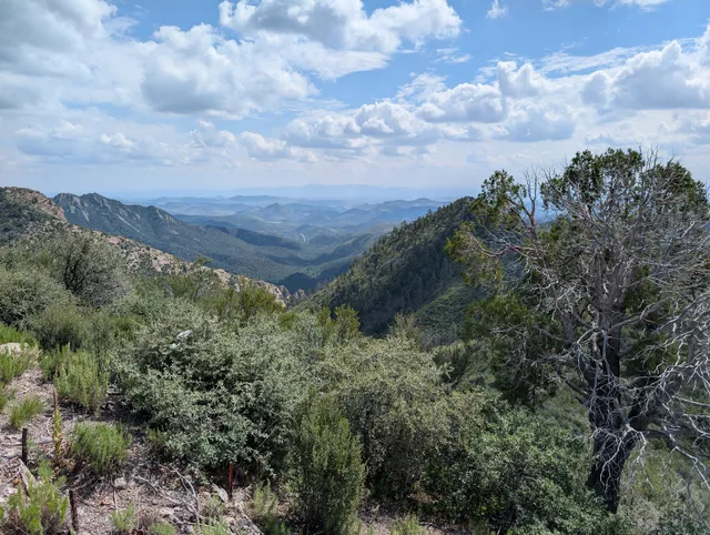 Gila National Forest