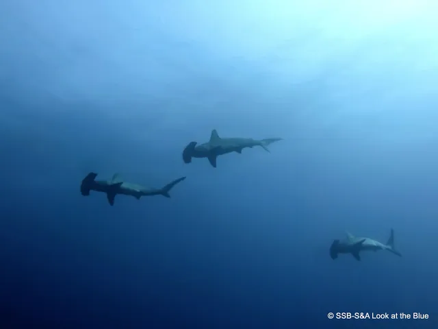 Emperor Divers Red Sea