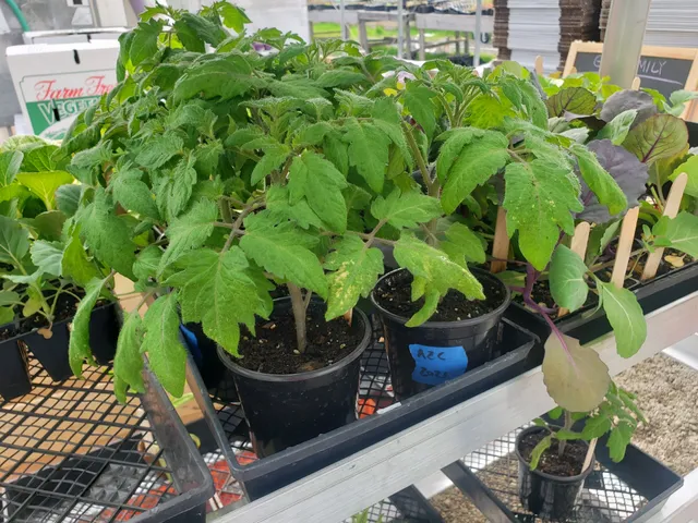 Keep Growing Detroit