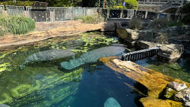 Manatee Rehabilitation
