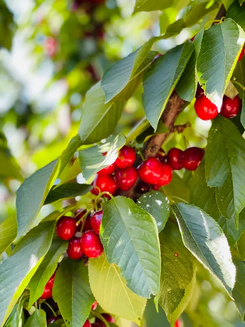 Lodi Blooms - The Orchard Experience - Cherry U-Pick
