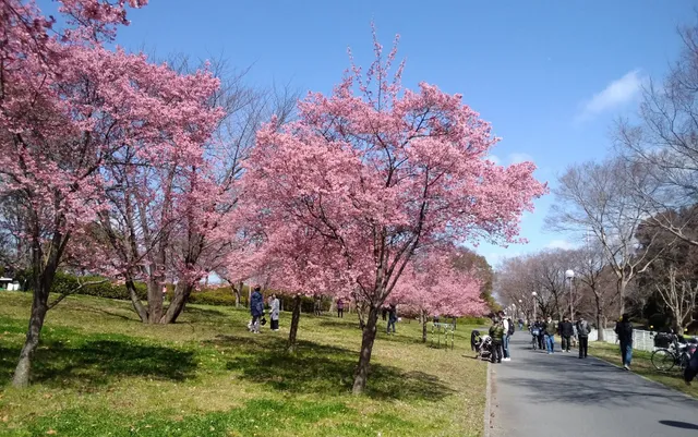 Tsurumi Ryokuchi park large lawn area