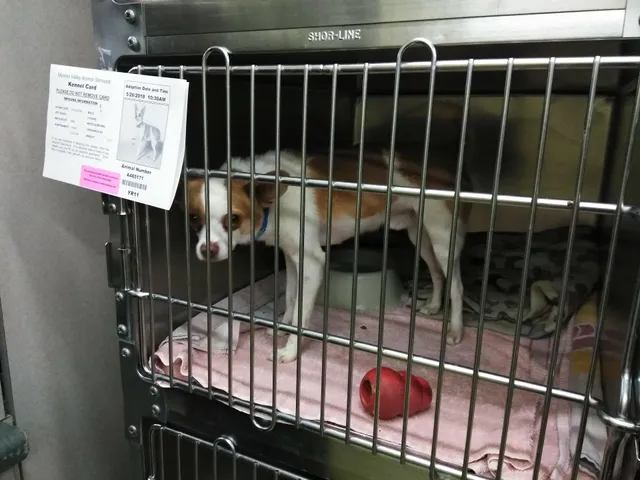 Animal Control Services-Moreno Valley