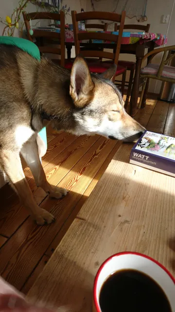 Repelsteeltje op Terschelling