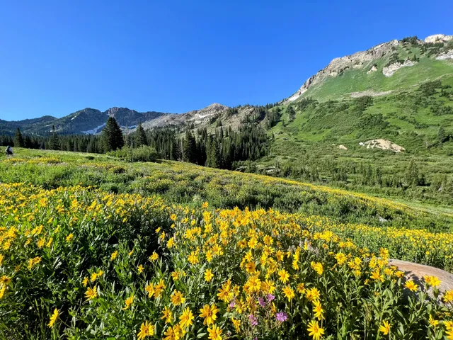 Albion Basin